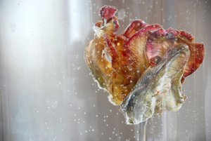 Vattentulpan 1, 2013, fotografi